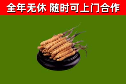 西平县回收冬虫夏草